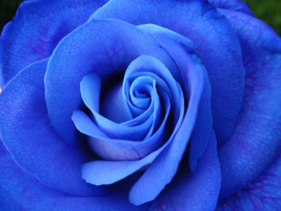 blue rose ashiharalover deviantart