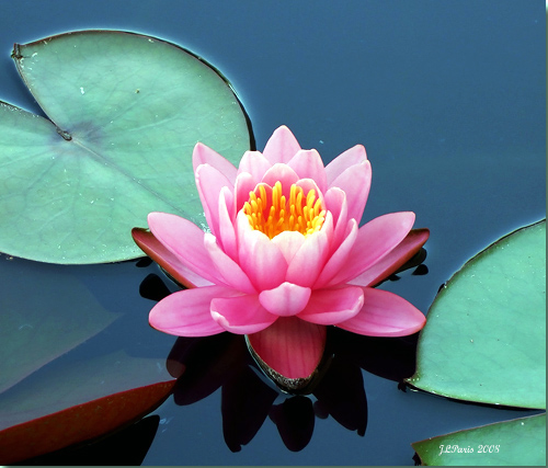 water lily nymphaea flickr