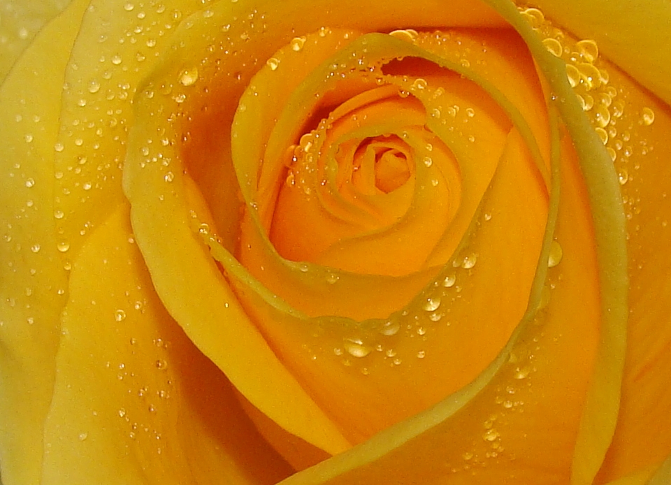 yellow rose flickr