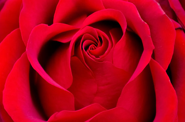 passion red-rose publicdomainpics